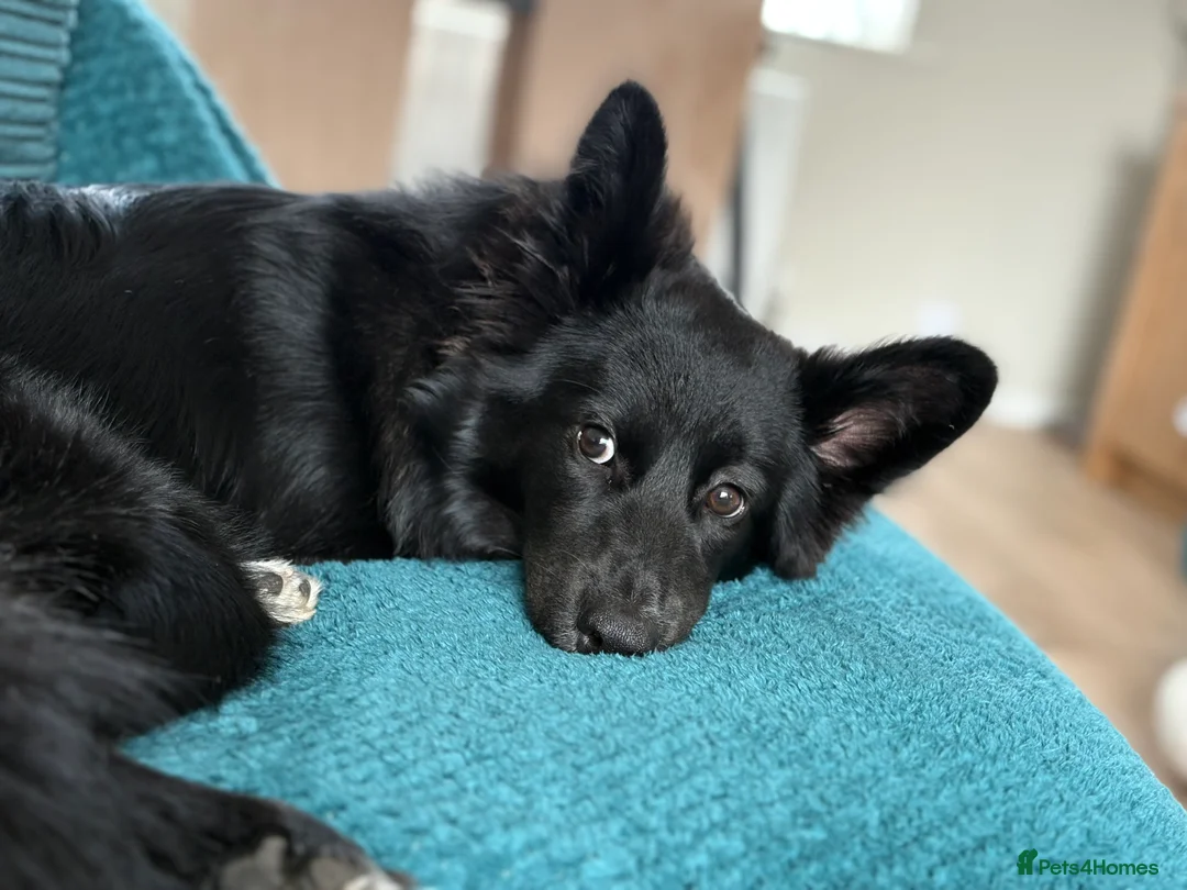 Mixed Breed dogs for sale: Beautiful girl  - Advert 8