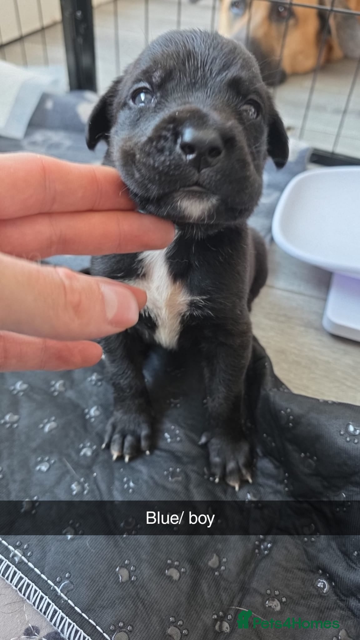 Mixed Breed dogs 8 cane corso x Germanshepard pups for sale - Advert 2