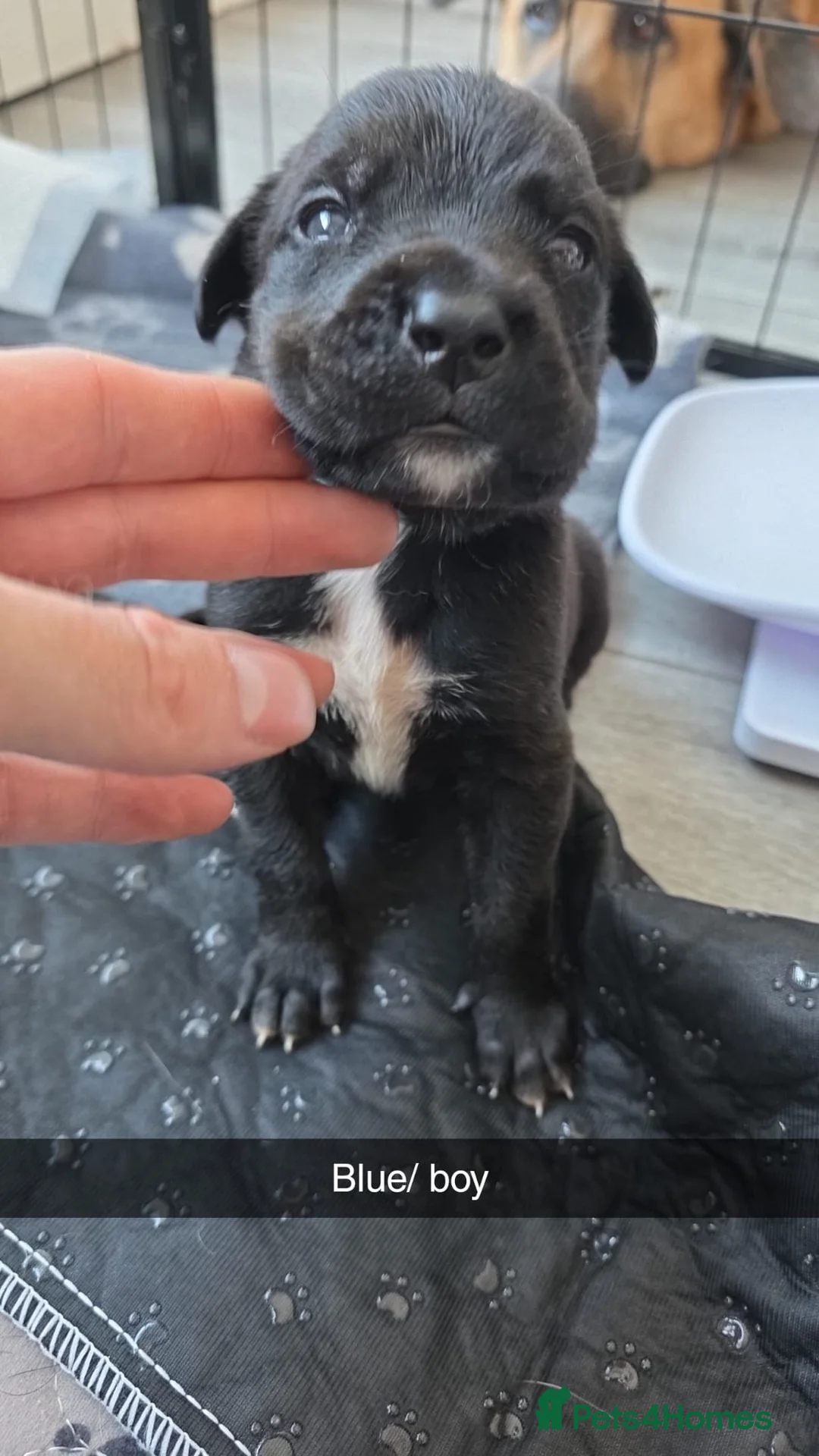 Mixed Breed dogs for sale: 8 cane corso x Germanshepard pups for sale - Advert 2