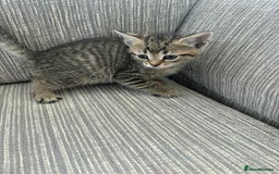 Mixed Breed cats for sale: 6 beautiful kittens - Image 11