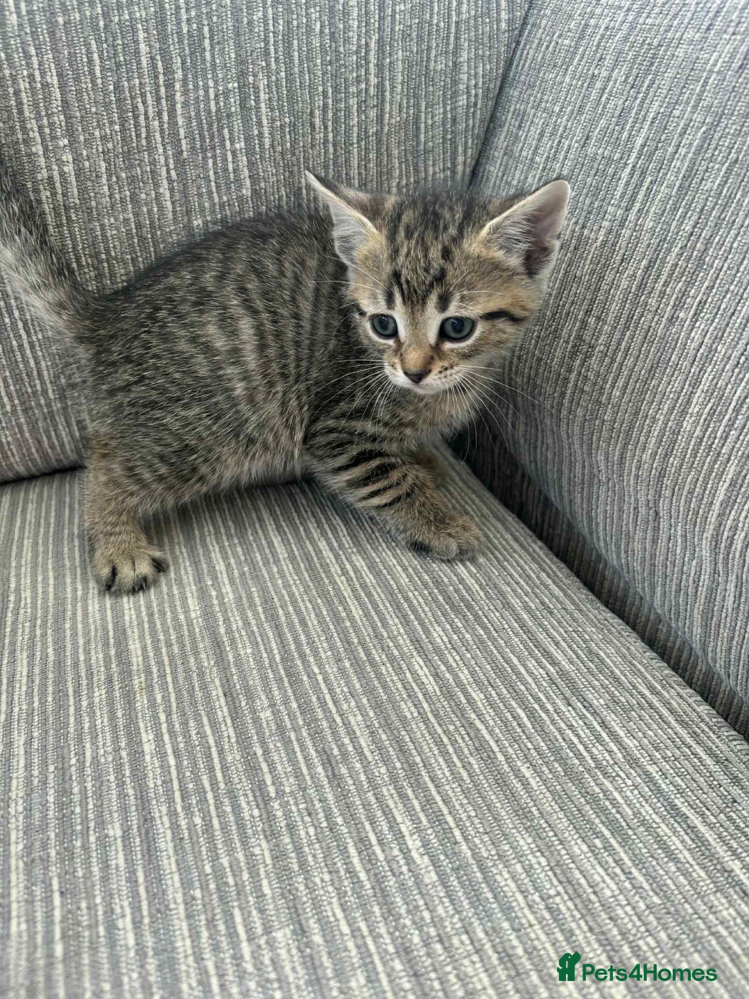 Mixed Breed cats for sale: 6 beautiful kittens - Image 11