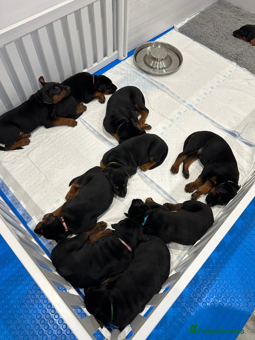 Mixed Breed dogs for sale: Pure breed Chinese red dog puppies/Laizhou Hong - Image 33
