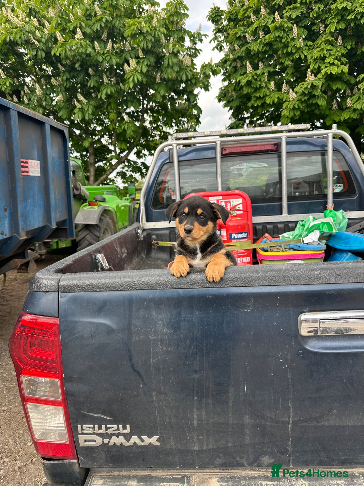 Australian Kelpie dogs Kelpie Pups for Sale - Advert 2