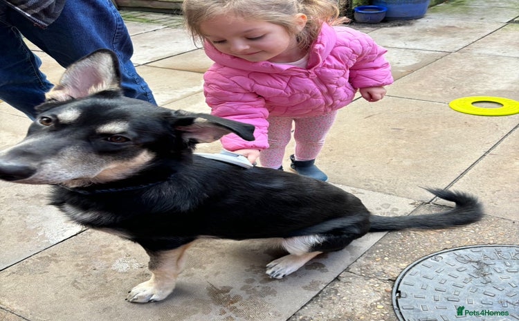 Mixed Breed dogs - Advert 4