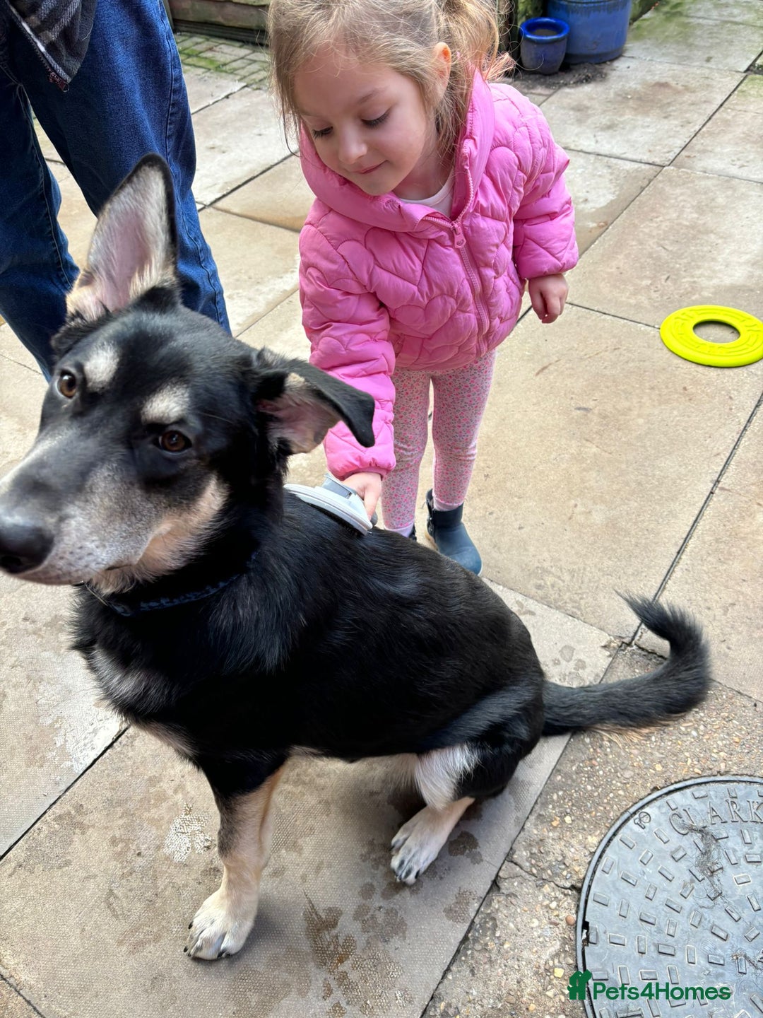Mixed Breed dogs for adoption: Meet BENJI2 - a Lovely young Boy for a Loving Home - Image 1