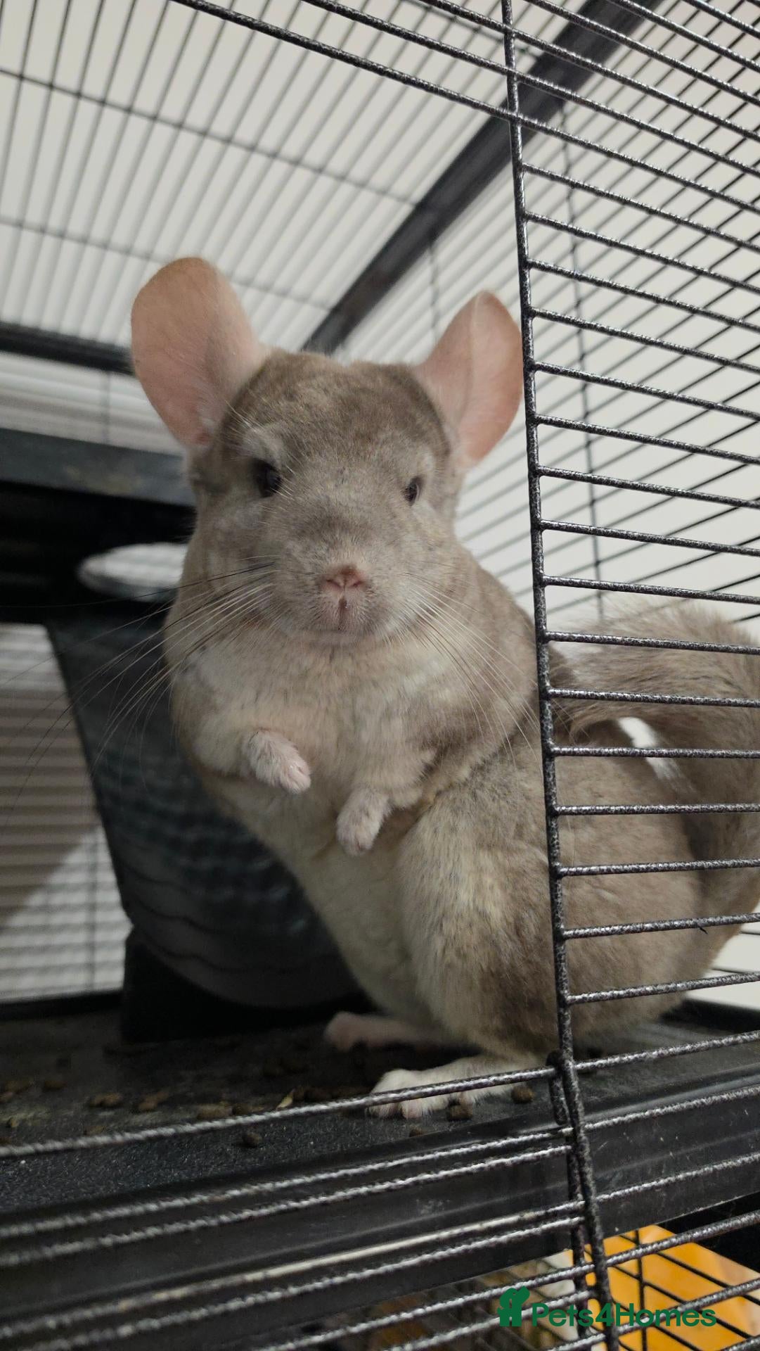 Chinchilla rodents Female chinchilla  - Advert 1