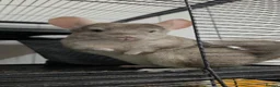Chinchilla rodents for sale: Female chinchilla  - Advert 1