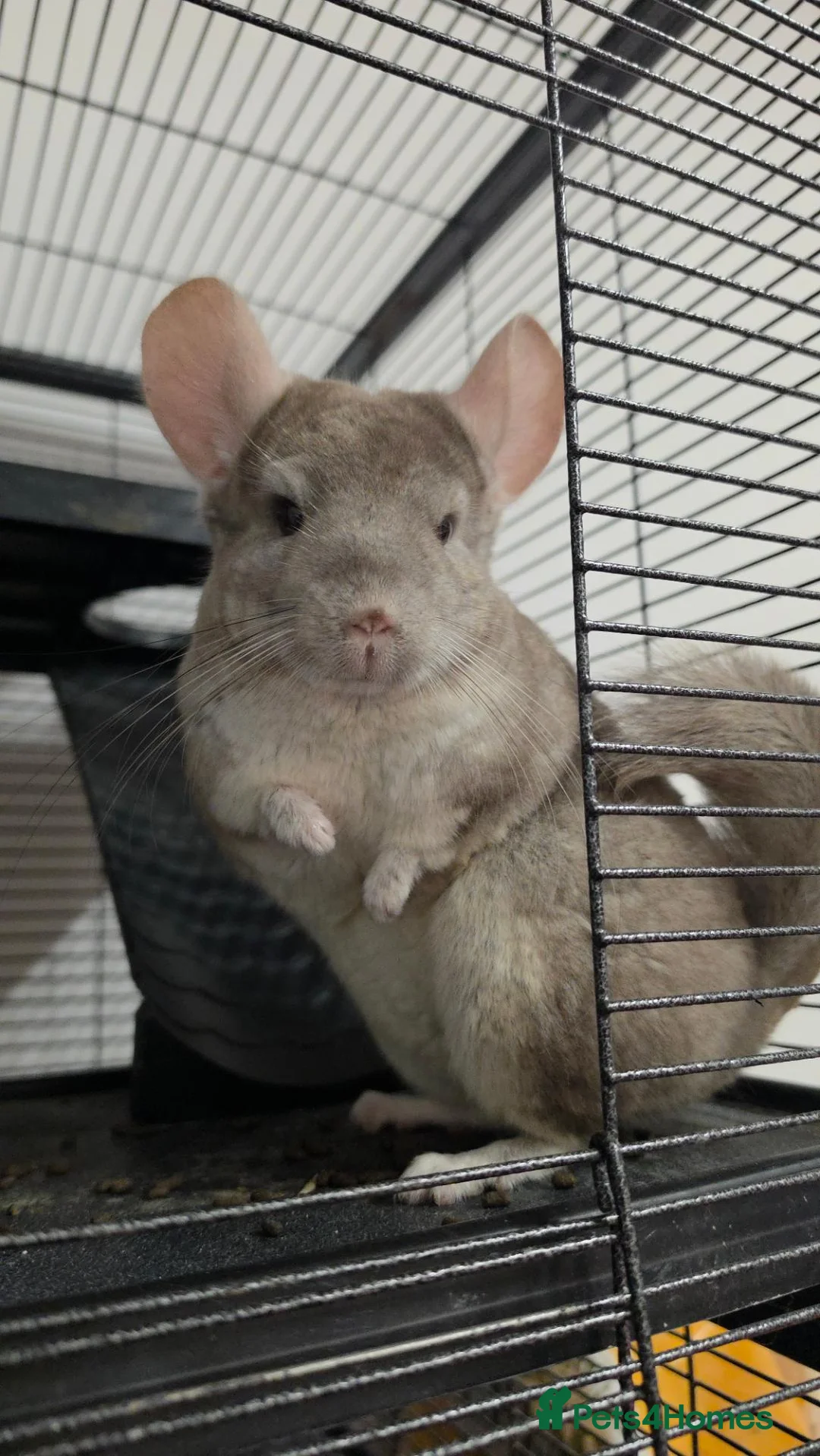 Chinchilla rodents for sale: Female chinchilla  - Advert 1