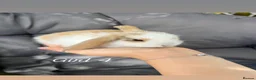 Mini Lop rabbits for sale: Mini lop - Advert 4