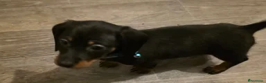 Dachshund Puppy 2