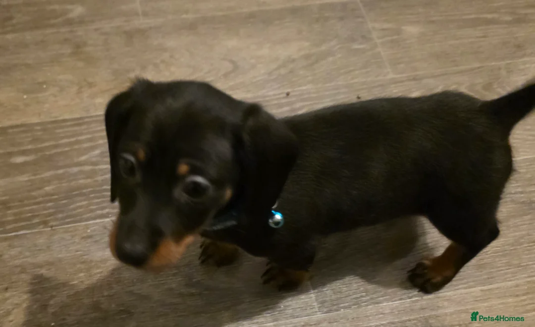 Dachshund dogs for sale: Lovely mini dachshund puppies  - Advert 20