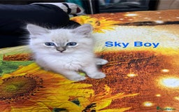 Ragdoll cats for sale: ❗️❤️5 Incredibly Beautiful Ragdoll Kittens❤️🐈  - Image 20