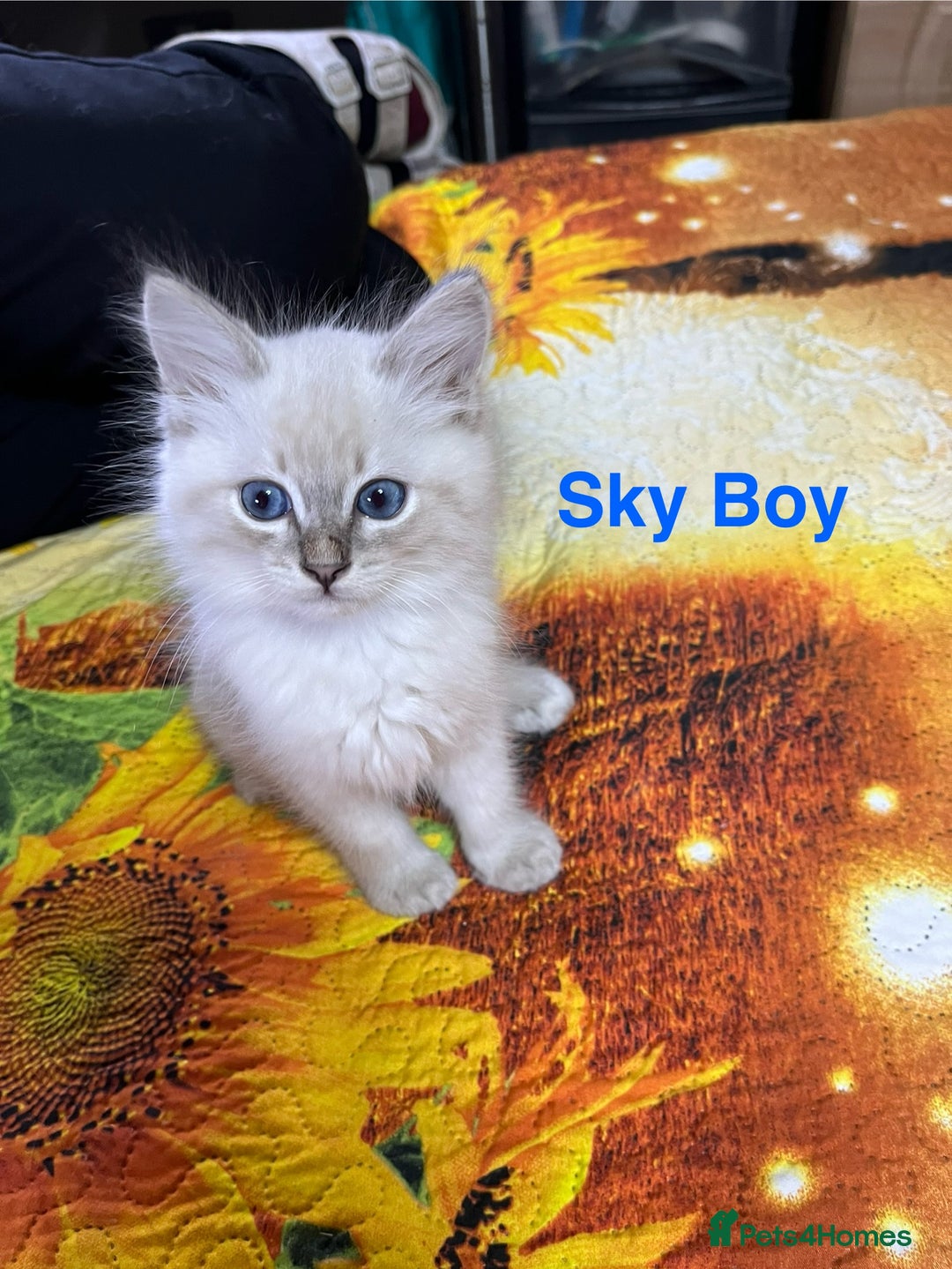 Ragdoll cats for sale: ❗️❤️5 Incredibly Beautiful Ragdoll Kittens❤️🐈  - Image 20