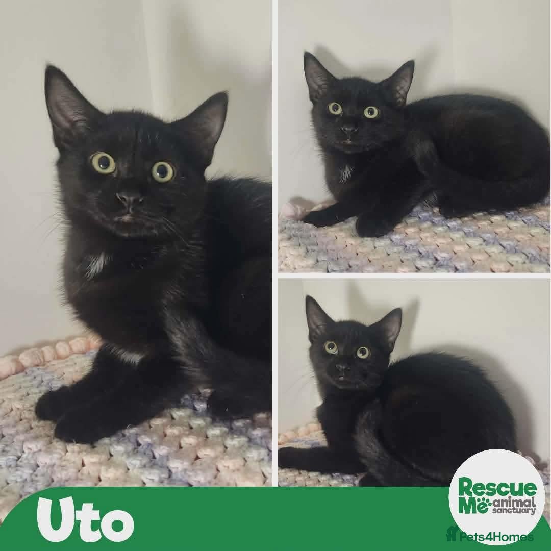 Mixed Breed cats Uto - indoor home needed - Advert 4