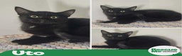 Mixed Breed cats for adoption: Uto - indoor home needed - Advert 1
