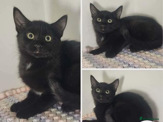 Mixed Breed cats Uto - indoor home needed - Advert 4