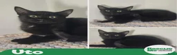 Mixed Breed cats for adoption: Uto - indoor home needed - Advert 1