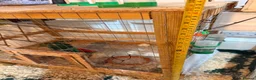 Budgerigars birds for sale: cage Budgerigars - Advert 3