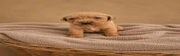 Labrador Retriever dogs for sale: Red/ Dark yellow Labrador retriever Puppies  - Advert 11