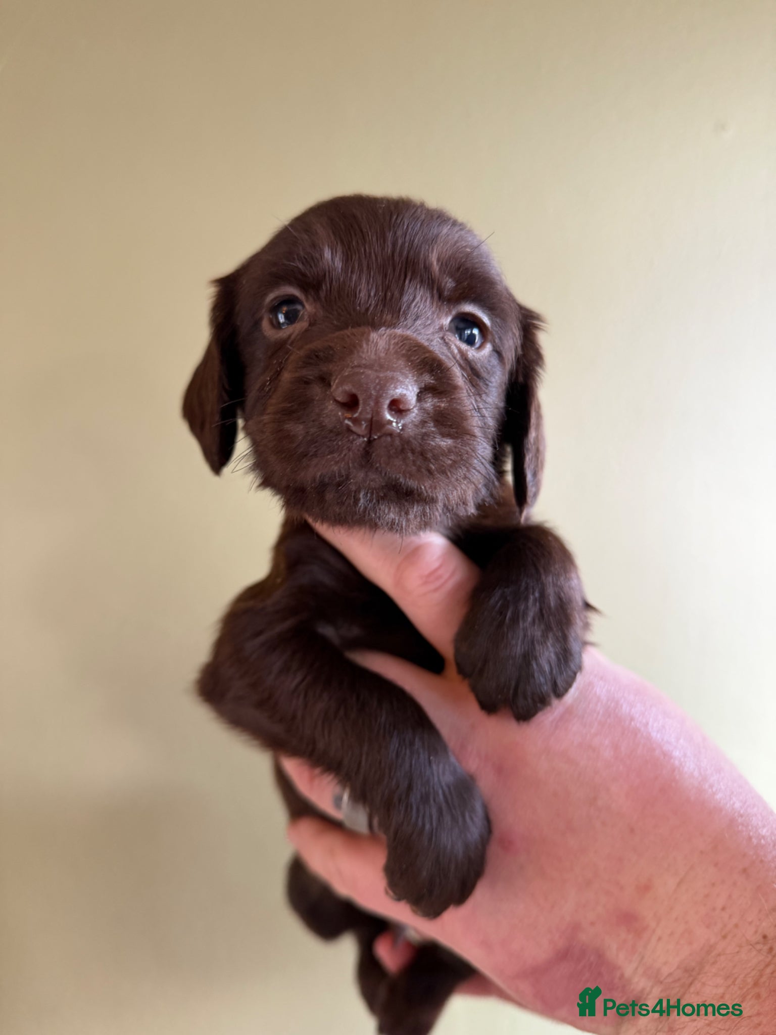 Sprocker dogs 5* F1 Sprocker Puppies - Advert 4