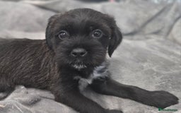 Mixed Breed dogs for sale: Jug puppies - Image 4