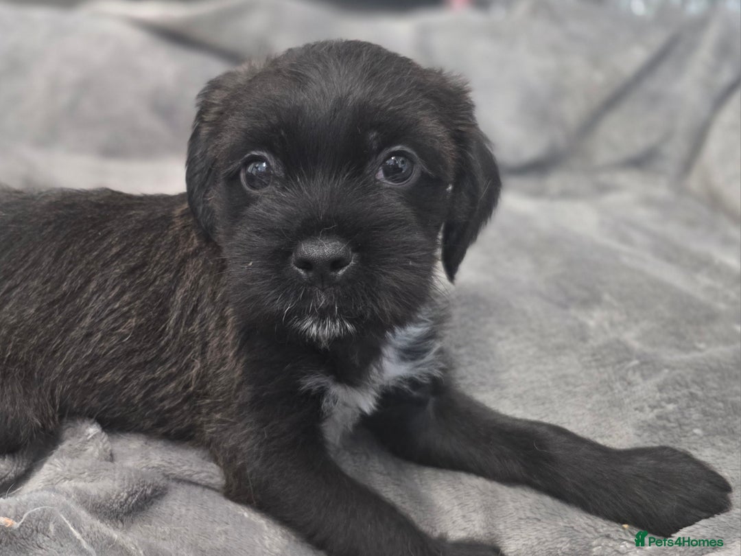 Mixed Breed dogs for sale: Jug puppies - Image 4