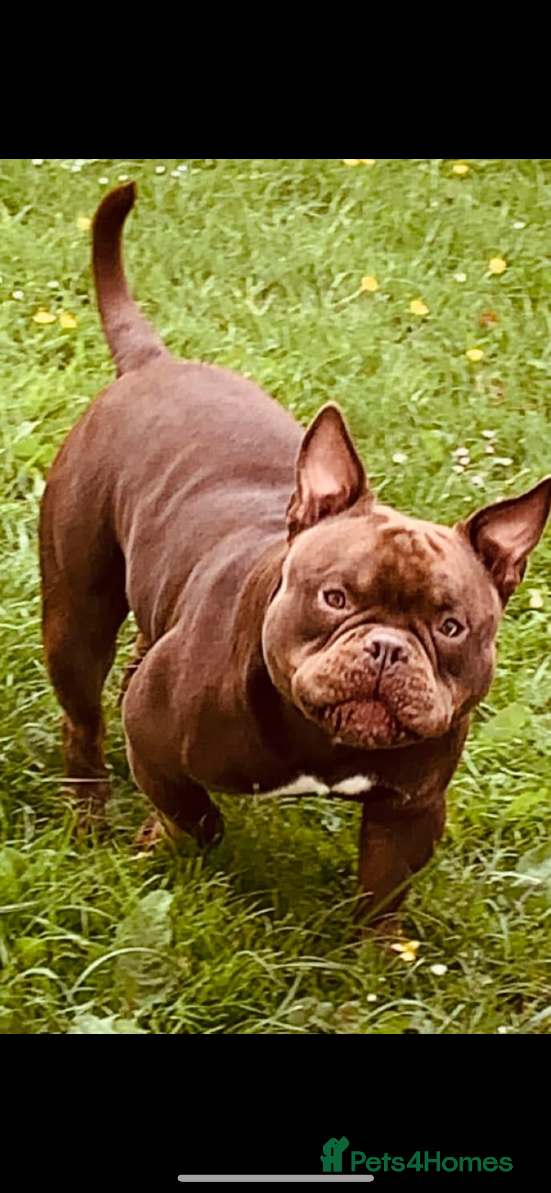 Mixed Breed dogs for sale: Pocket bully pup - Advert 5