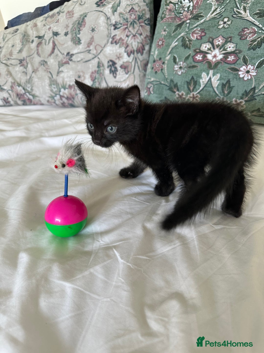 Domestic Shorthair cats for sale: For Sale! Three black cute and lovely kittens  - Image 10