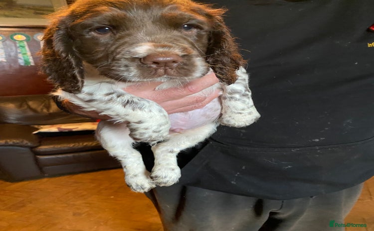 Sprocker dogs - Advert 1