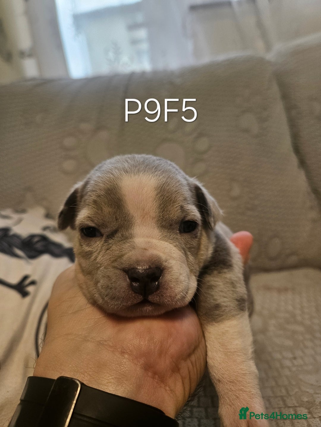 American Bully dogs for sale:  litter of AmericanBully(ABKC)  Standart/Pocket - Advert 26