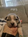 American Bully Puppy 9