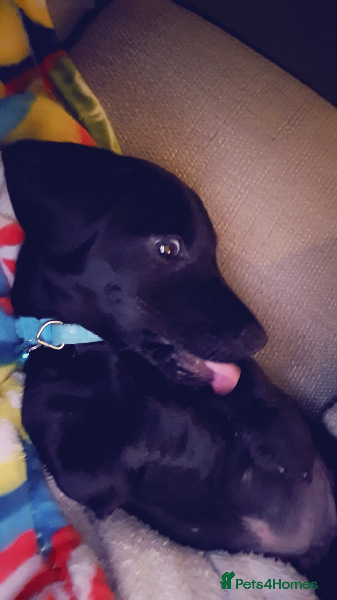 Mixed Breed dogs for sale: Puppy - Advert 13