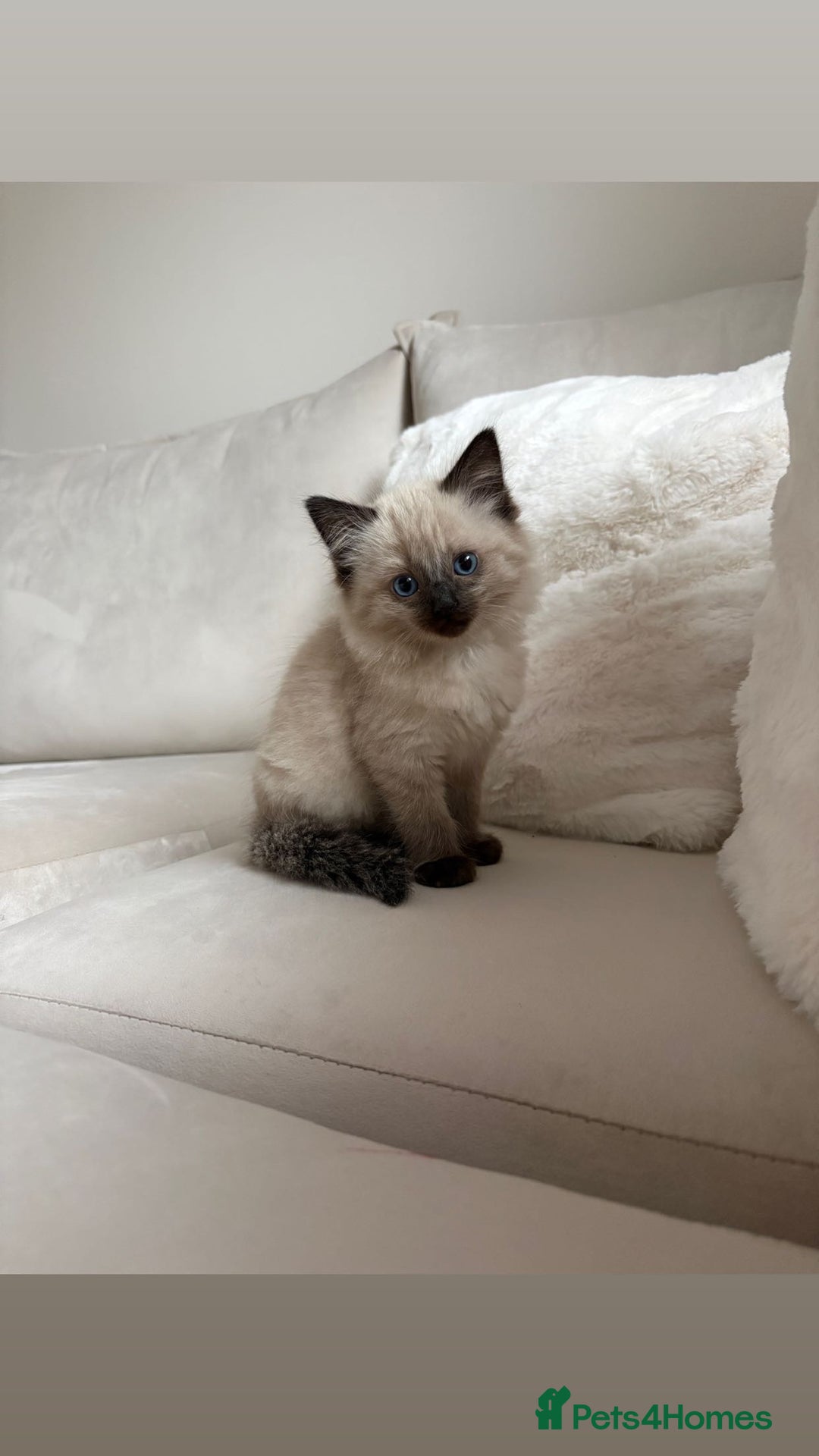 Ragdoll cats for sale: Pure Ragdol kitten - Advert 1