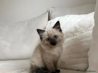 Ragdoll cats Pure Ragdol kitten - Advert 14