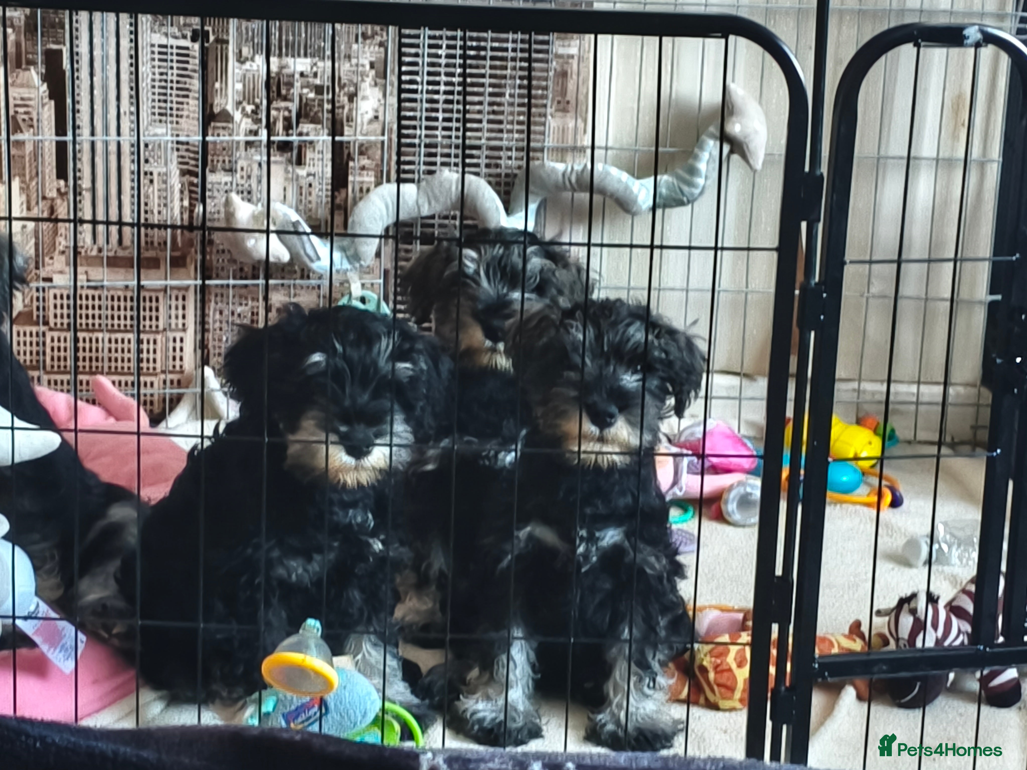 Miniature Schnauzer dogs Charming Mini Schnauzers with KC registration - Advert 12