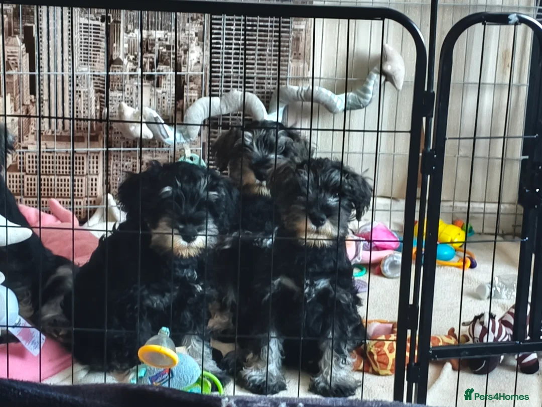 Miniature Schnauzer dogs for sale: Charming Mini Schnauzers with KC registration - Advert 18