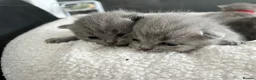British Shorthair cats for sale: Gorgeous British shorthair kittens  - Advert 23