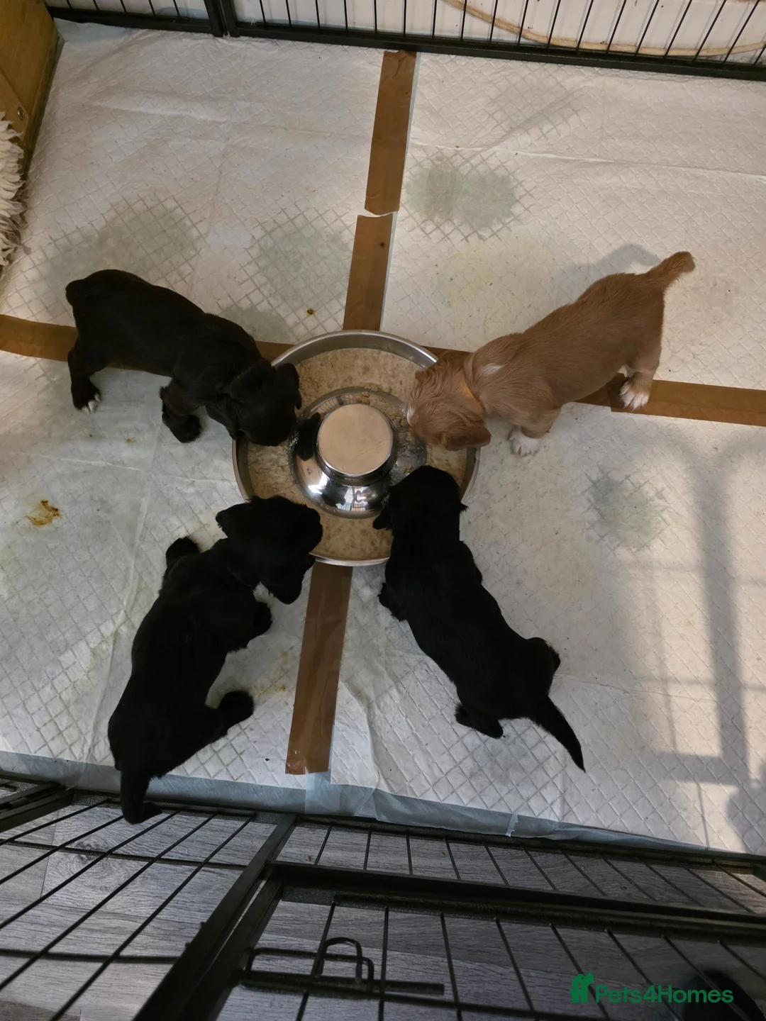 Cocker Spaniel dogs for sale: Beautiful cocker spaniel puppies - Advert 2