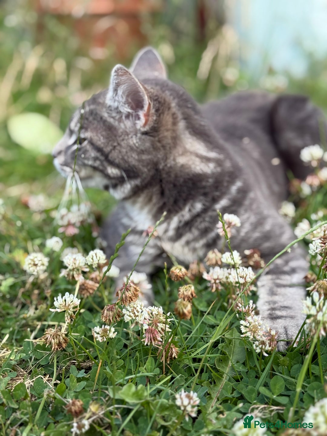 British Shorthair cats for sale: Sweet Halloween Baby Looking for a Loving Home🎃🐾 - Image 4