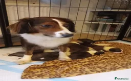 Mixed Breed dogs for sale: Beautiful Cocker X Collie Pups  - Image 9