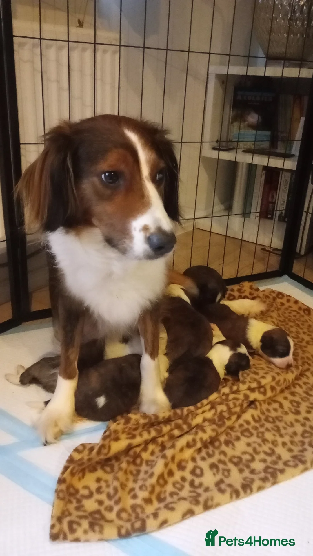 Mixed Breed dogs for sale: Beautiful Cocker X Collie Pups  - Image 9