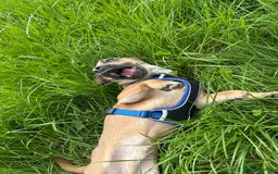 Mixed Breed dogs for sale: Staffy X Jack looking forever home. - Image 5