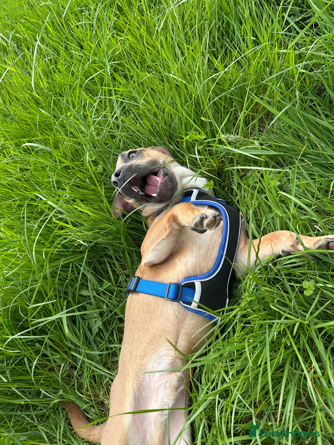 Mixed Breed dogs for sale: Staffy X Jack looking forever home. - Image 5