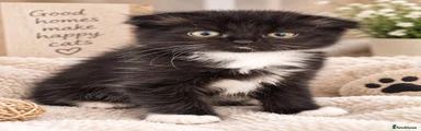 Scottish Fold 2