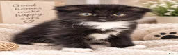 Scottish Fold cats for sale: Scottish fold kittens  - Advert 5