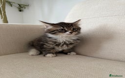 Maine Coon cats for sale: Tabby Kittens  - Image 14