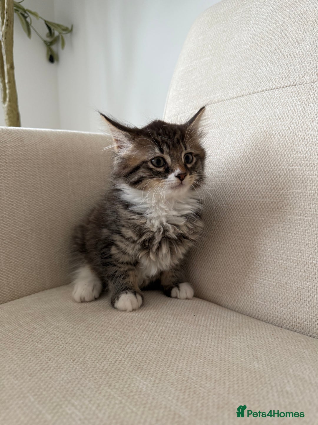 Maine Coon cats for sale: Tabby Kittens  - Image 14