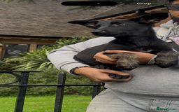Belgian Shepherd Dog dogs for sale: Dutch herder - Image 3