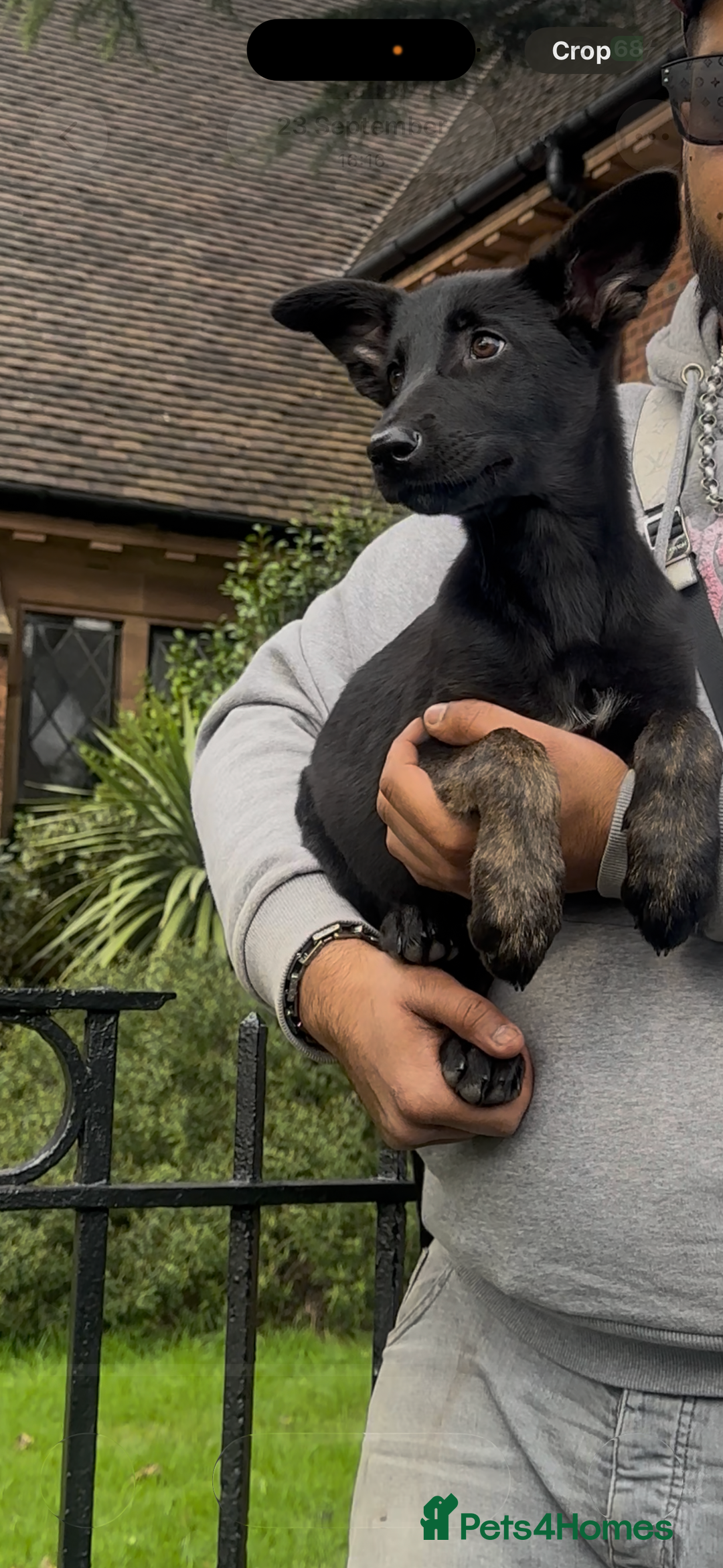 Belgian Shepherd Dog dogs for sale: Dutch herder - Image 3