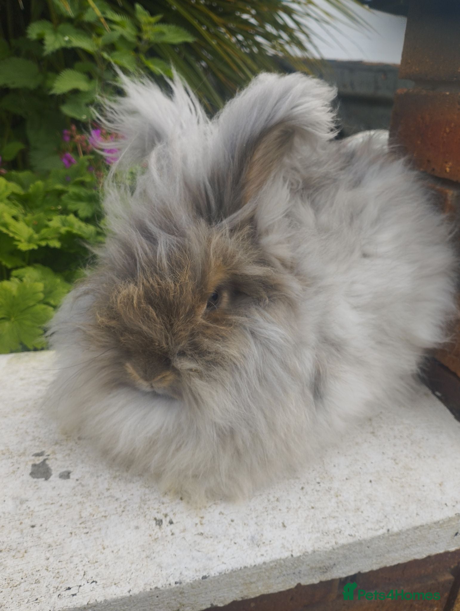Angora rabbits Angora Doe looking for a home ❤️ - Advert 3